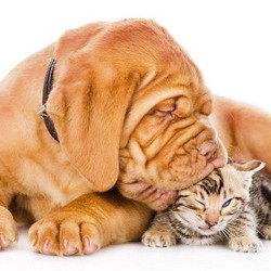 The Benefits Of Caring For A Pet